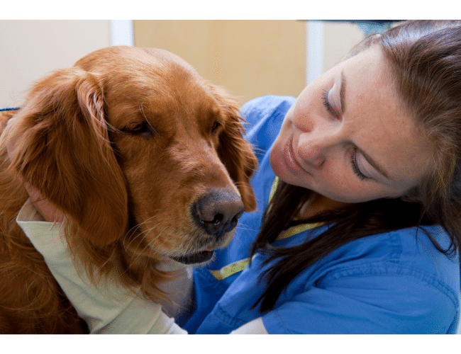 How Do You Get A Veterinary Technician Associate Degree?