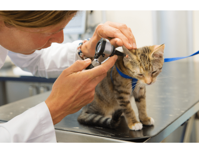 How Do You Get A Veterinary Technician Associate Degree?
